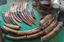 Successful Anti-poaching Operation Leads to 5-Year Conviction for Three Poachers in Republic of Congo